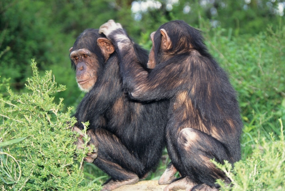 Chimpanz O Surgimento Da Cultura Com O Uso Do Polegar -3454