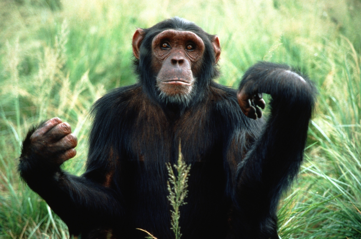 Шимпанзе конечности. Рука обезьяны. Лапа обезьяны. Шимпанзе.