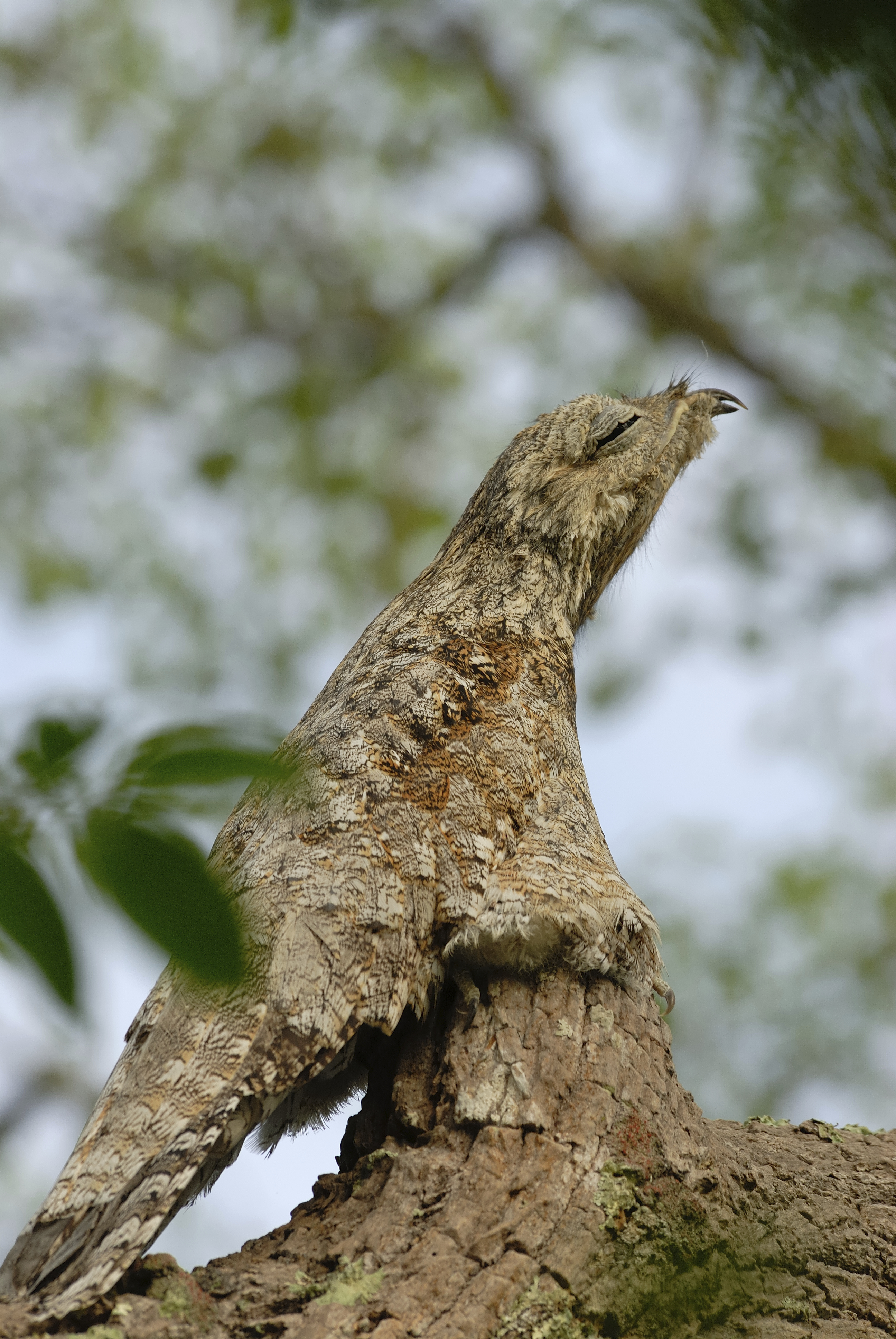 Existem cinco espécies de urutau no Brasil, o mãe-da-lua-grande (Nyctibius grandis) é o responsável pelo canto que vocês ouviram no início do post – Foto: iStockphoto/Thinkstock | Curiosidade Animal