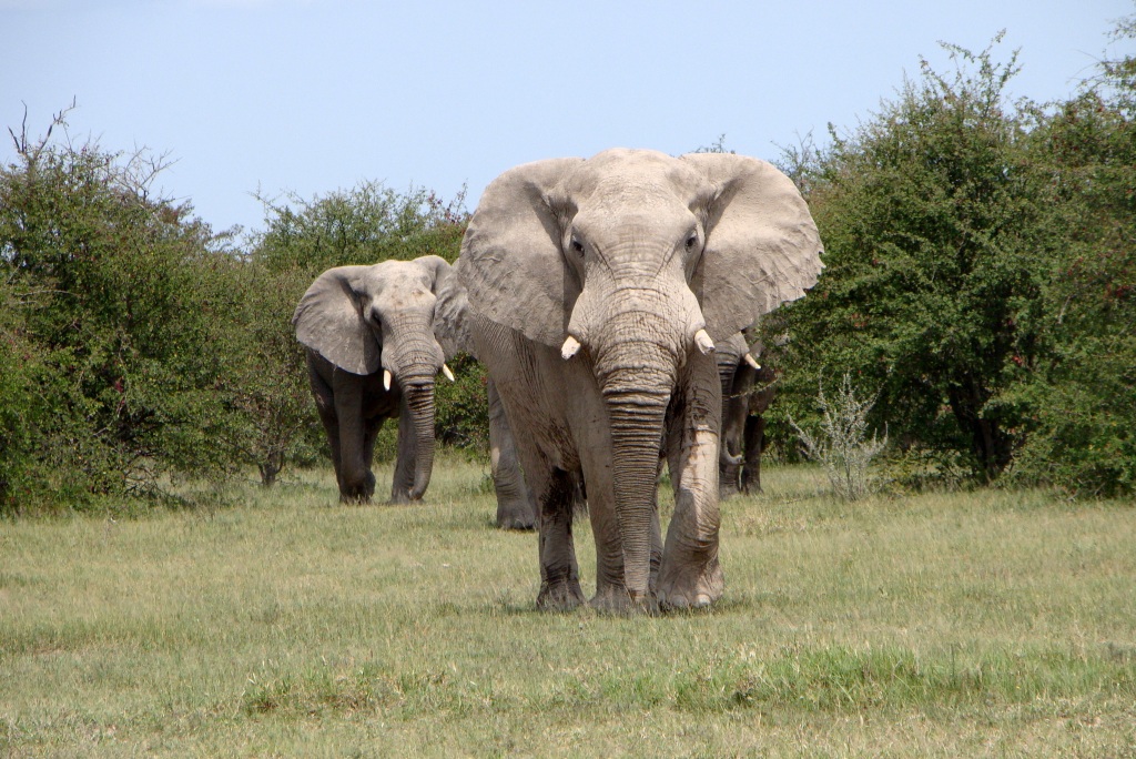 Вырасти слона. Вес слона. Рост взрослого слона. Саванный слон вес. Рост слона в холке.