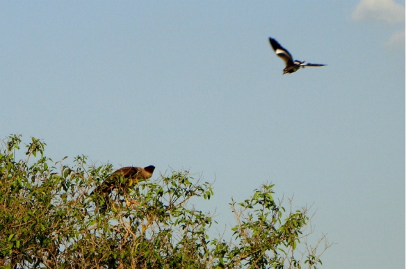 Quero-uero (Vanellus chilensis) atacando Carcará (Caracara plancus) - Foto: Fábio Paschoal