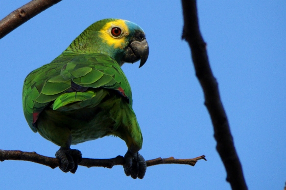 O papagaio-verdadeiro (Amazona aestiva), que ocorre em todo o Brasil, é uma das espécies mais impactadas pelo tráfico de animais – Foto: Fábio Paschoal