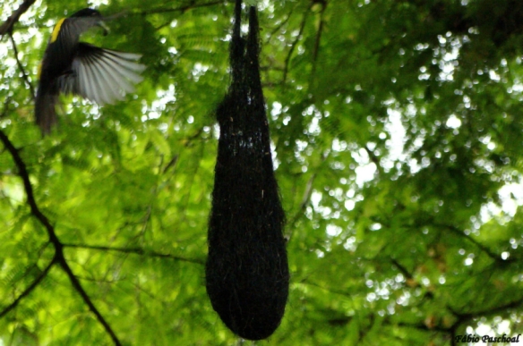 Japuíra voltando pro ninho com larva (Cacicus chrysopterus) - Foto: Fábio Paschoal