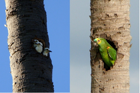 Birro ou pica-pau-branco (Melanerpes candidus) à esquerda e Papagaio Verdadeiro (Amazona aestiva) à direita - Foto: Fábio Paschoal